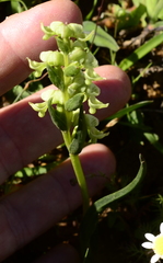 Disperis circumflexa circumflexa