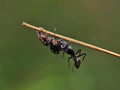 Zenodorus orbiculatus