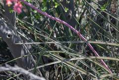 Hesperaloe parviflora