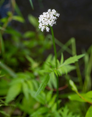 Valeriana dubia