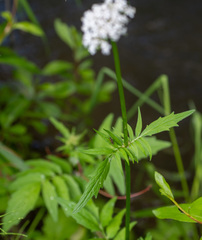 Valeriana dubia