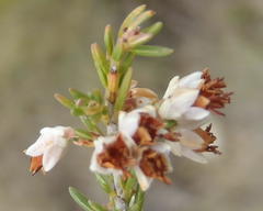 Erica orientalis