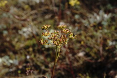 Peucedanum tauricum