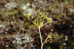 Peucedanum tauricum