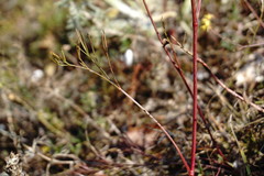 Peucedanum tauricum