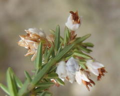 Erica orientalis
