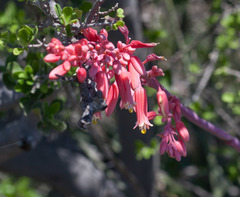 Hesperaloe parviflora