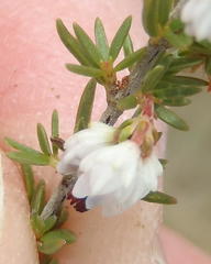 Erica orientalis