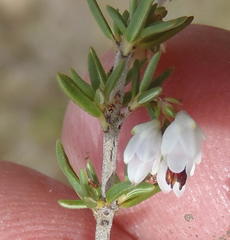 Erica orientalis