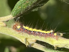 Acronicta psi