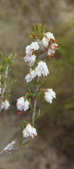 Erica orientalis