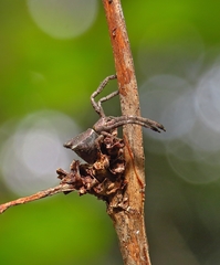 Sidymella bicuspidata