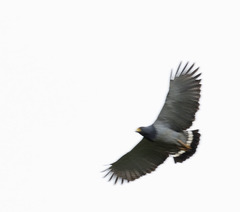 Morphnarchus princeps