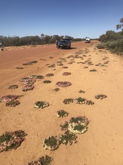 Lechenaultia macrantha