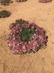 Lechenaultia macrantha