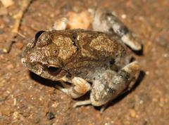 Tomopterna natalensis