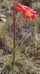 Cyrtanthus contractus