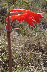 Cyrtanthus contractus