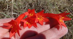 Cyrtanthus contractus
