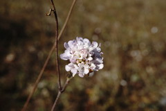 Scabiosa praemontana