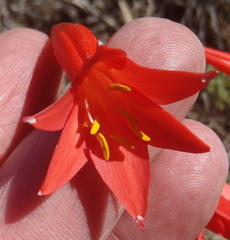Cyrtanthus contractus