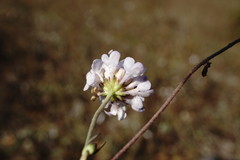 Scabiosa praemontana