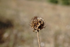 Scabiosa praemontana