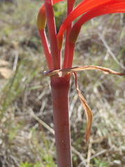 Cyrtanthus contractus