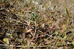Euphorbia petrophila
