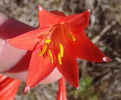 Cyrtanthus contractus