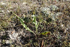 Takhtajaniantha crispa