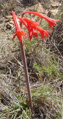 Cyrtanthus contractus