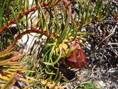 Protea witzenbergiana