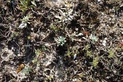 Euphorbia petrophila