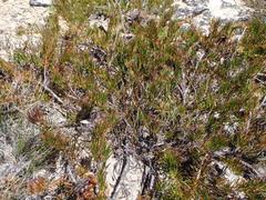 Protea witzenbergiana