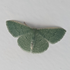 Phaiogramma faustinata