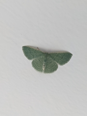 Phaiogramma faustinata