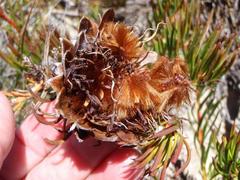 Protea witzenbergiana