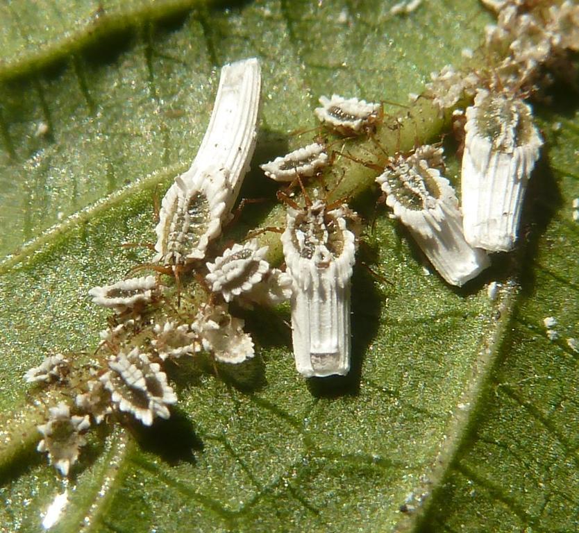 Kew bug