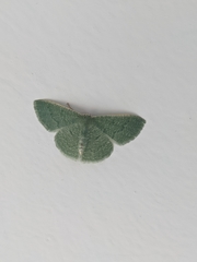 Phaiogramma faustinata