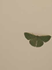 Phaiogramma faustinata