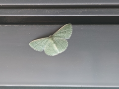 Phaiogramma faustinata