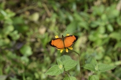 Tegosa anieta