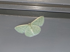 Phaiogramma faustinata