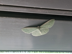 Phaiogramma faustinata