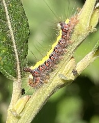 Acronicta psi