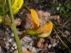 Lebeckia grandiflora