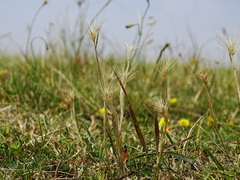 Hordeum geniculatum