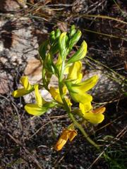 Lebeckia grandiflora