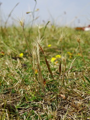 Hordeum geniculatum